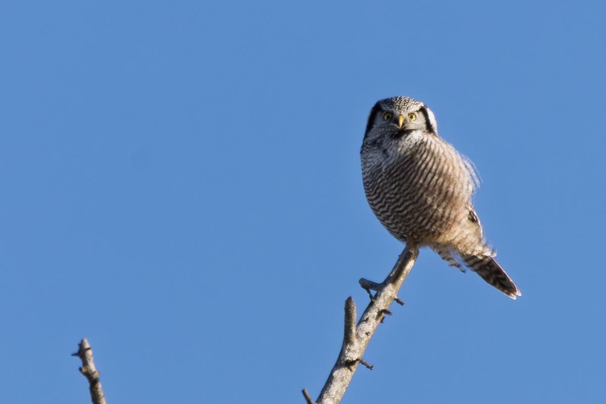 Atmaca Baykuşu - ML647444424