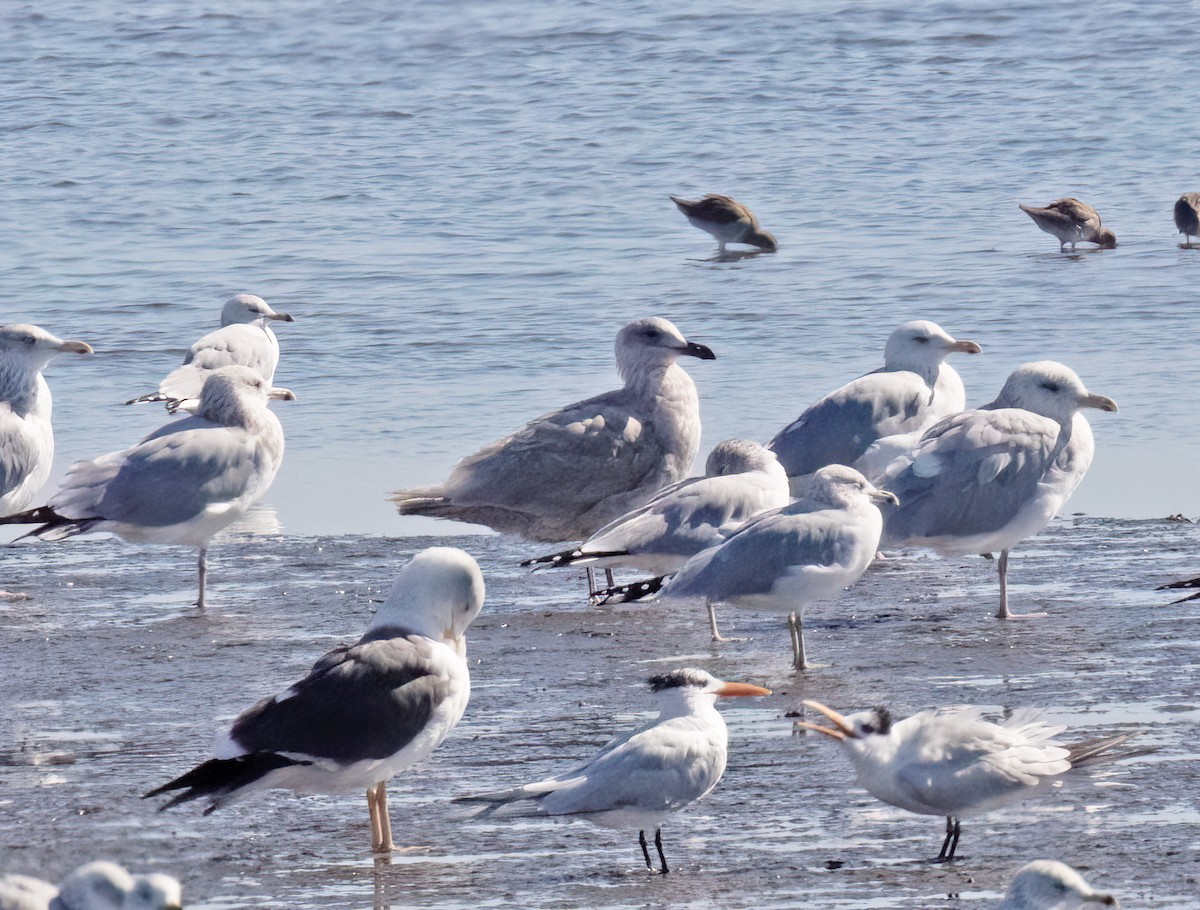 Buz Rengi Martı - ML647444425