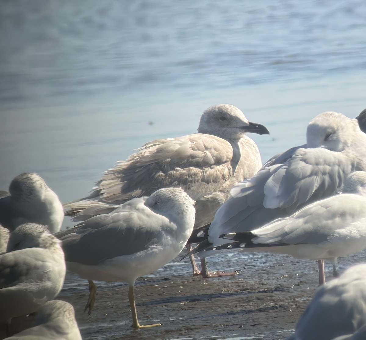 Buz Rengi Martı - ML647444426