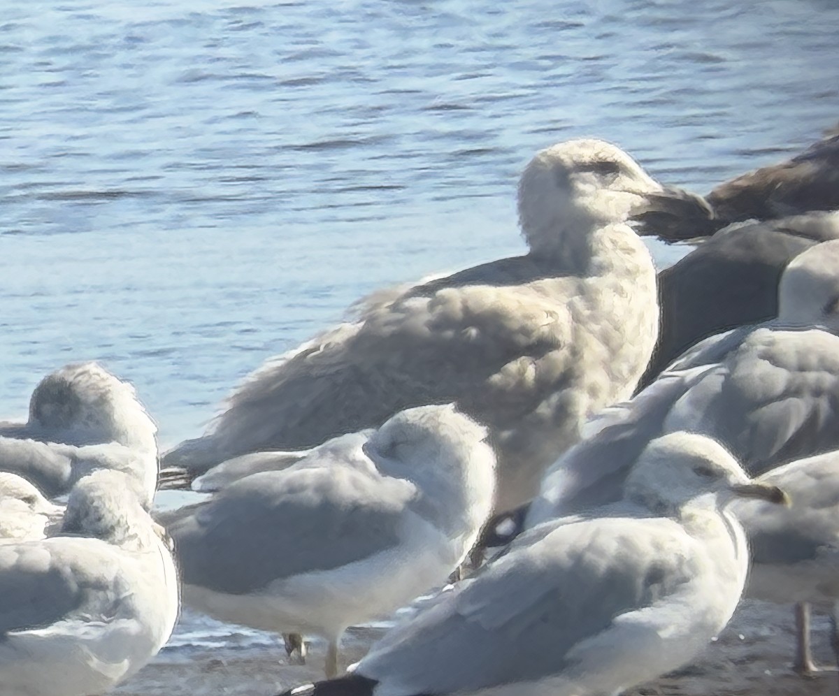 Buz Rengi Martı - ML647444427