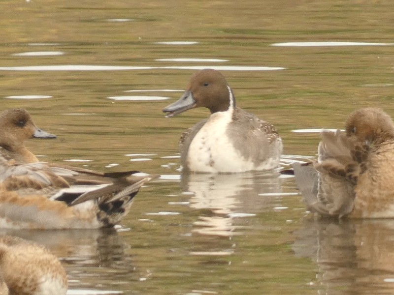 Kılkuyruk - ML647444428