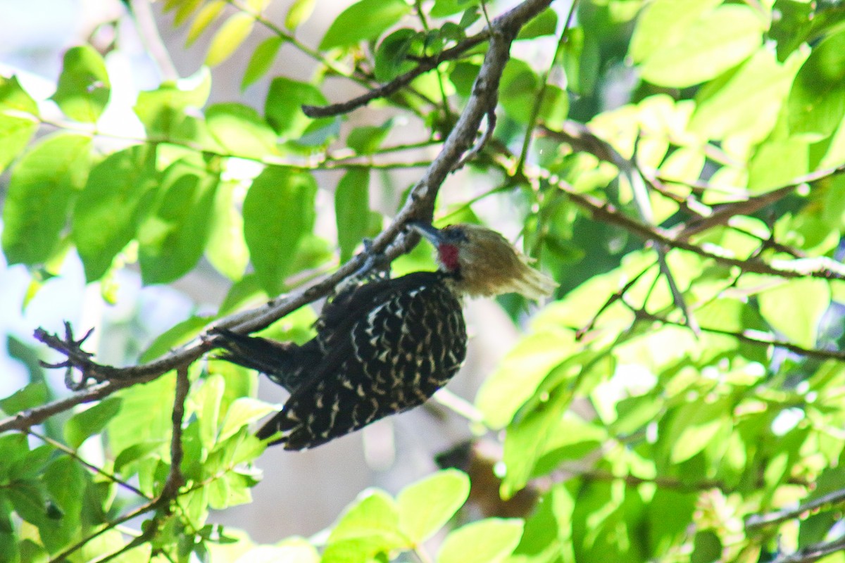 Sarışın Ağaçkakan - ML647444429