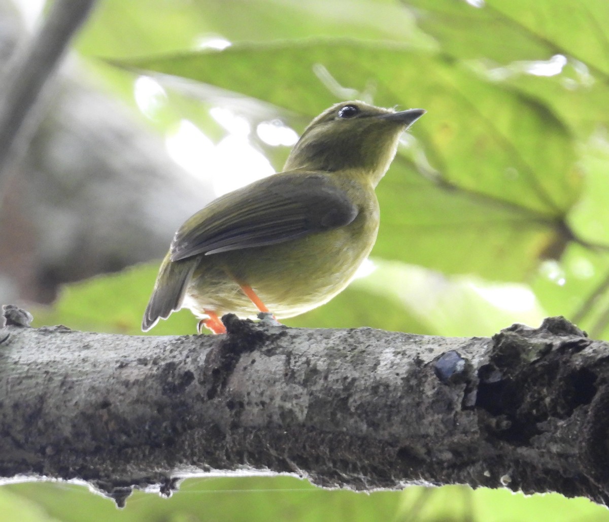 Altın Boyunlu Manakin - ML647444431