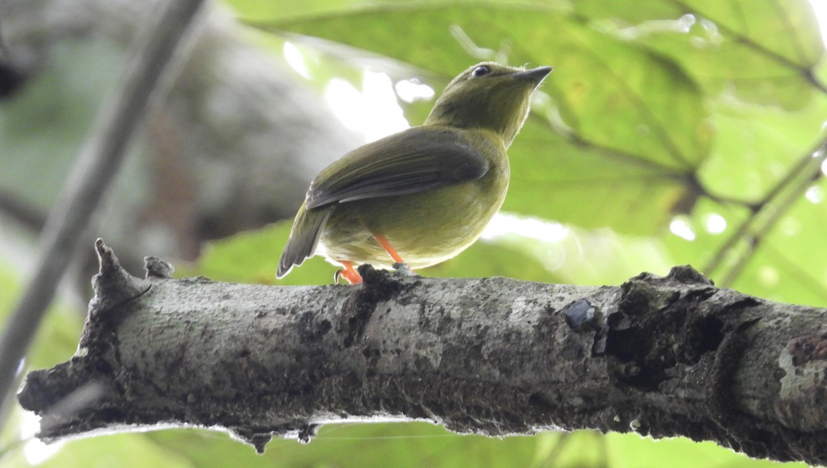 Altın Boyunlu Manakin - ML647444432