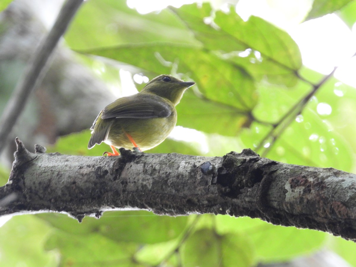 Altın Boyunlu Manakin - ML647444433