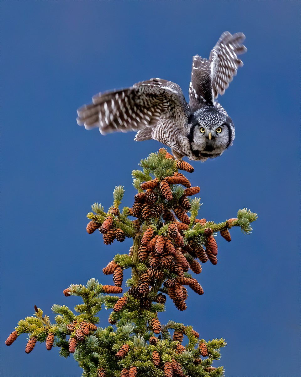 Atmaca Baykuşu - ML647444434