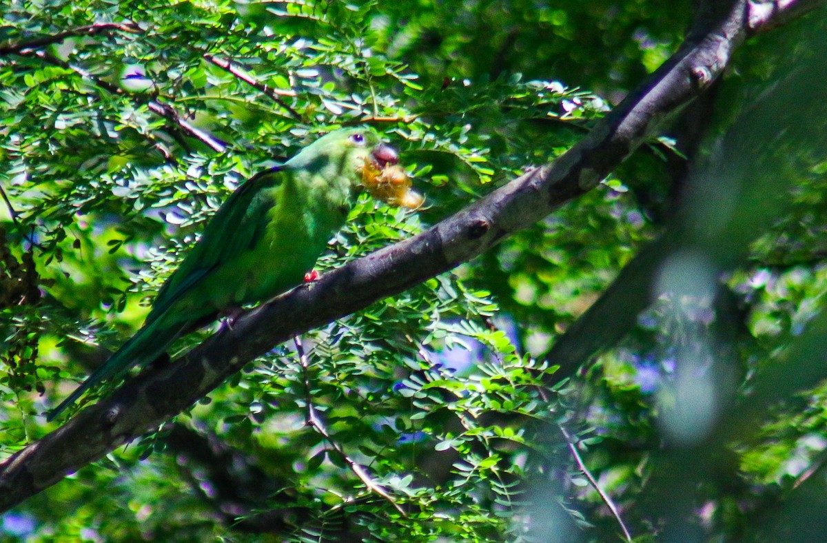 Toui tirica - ML647444443