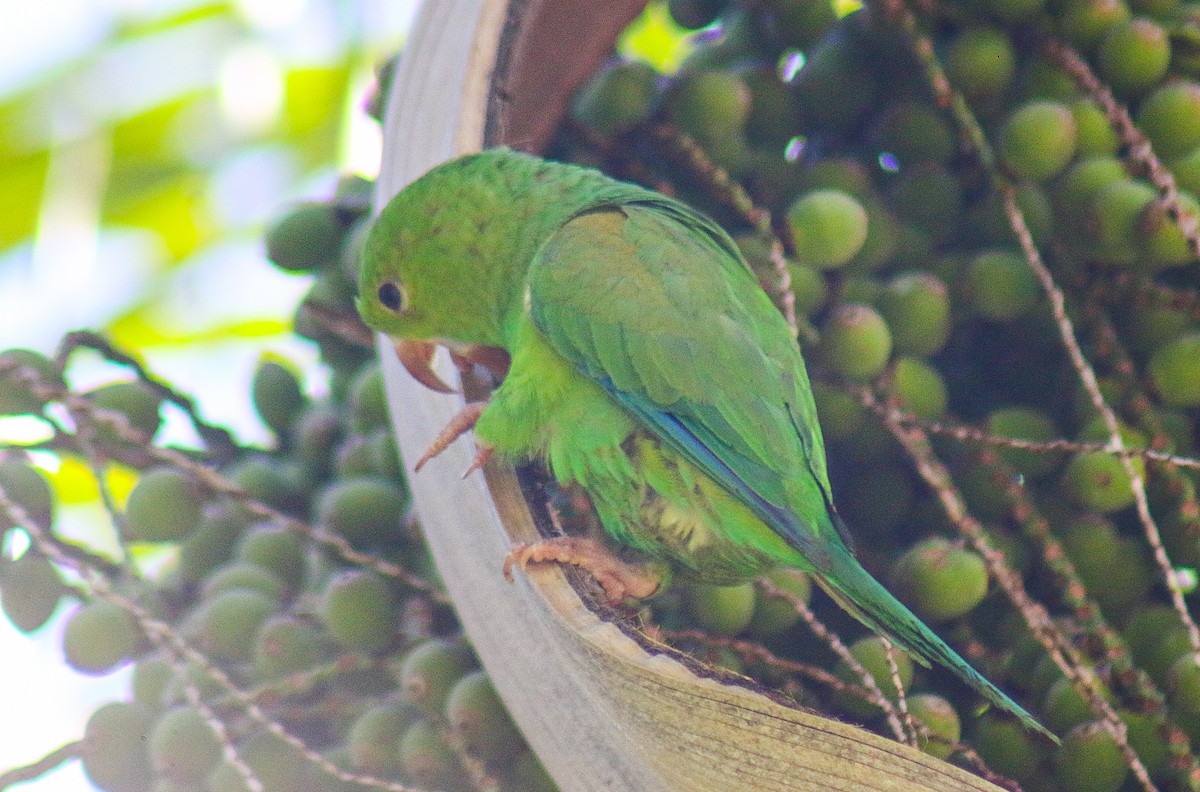 Toui tirica - ML647444444