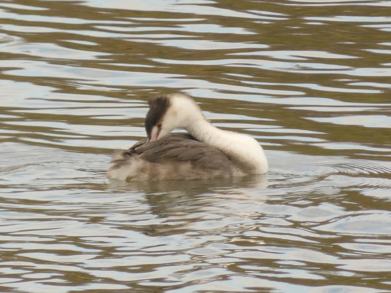 toppdykker - ML647444445