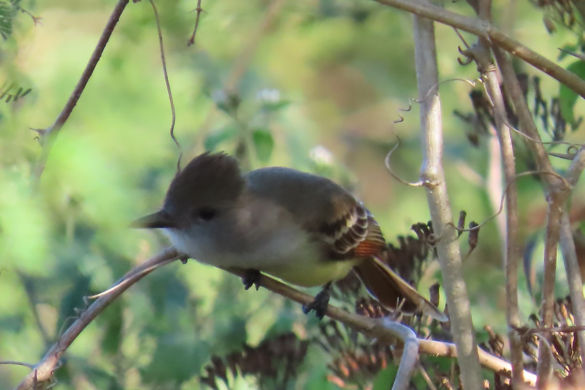 Brown-crested Flycatcher - ML647444453