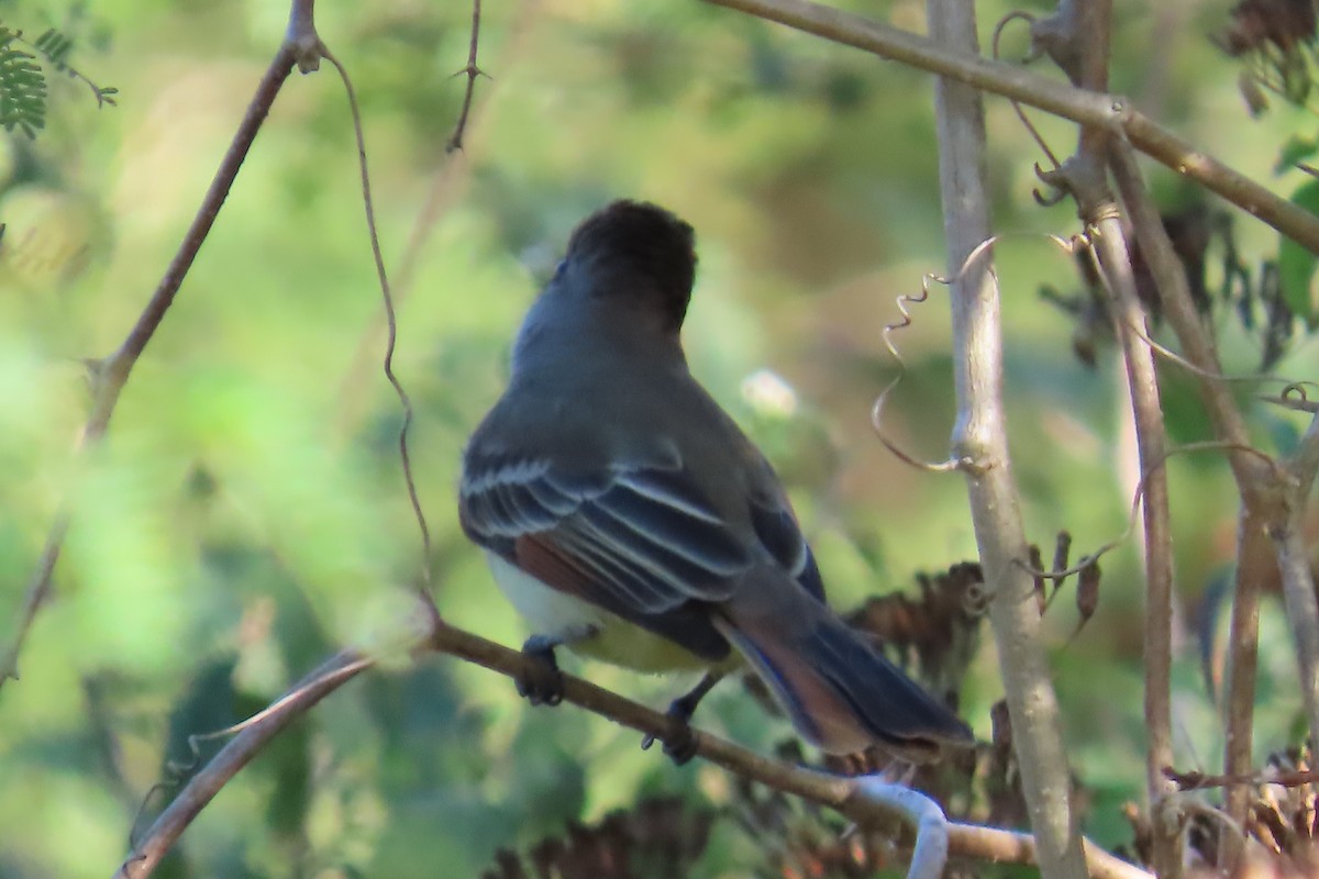 Brown-crested Flycatcher - ML647444454