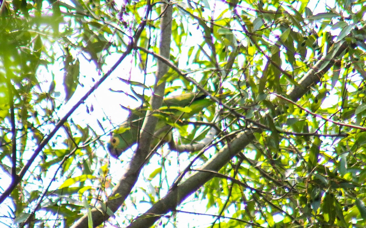 Amazone à front bleu - ML647444456