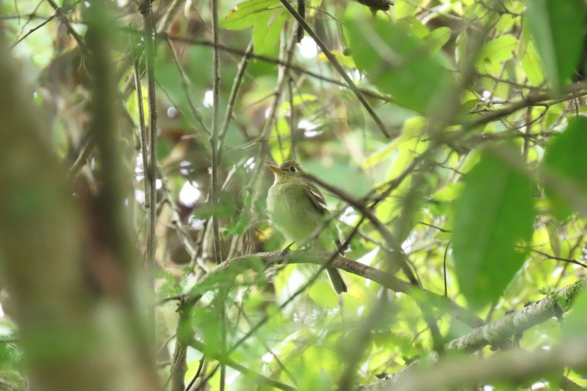 Yellow-bellied Flycatcher - ML647444461