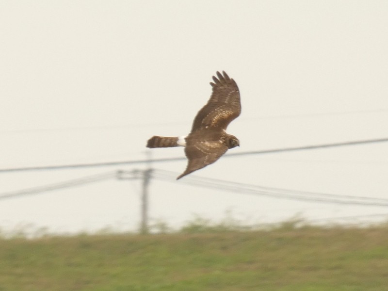 myrhauk - ML647444463