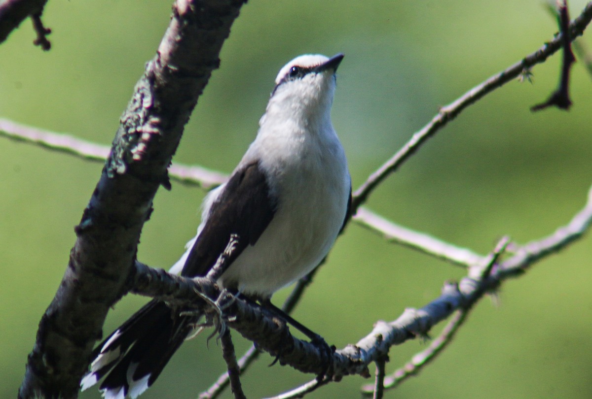 Moucherolle aquatique - ML647444468