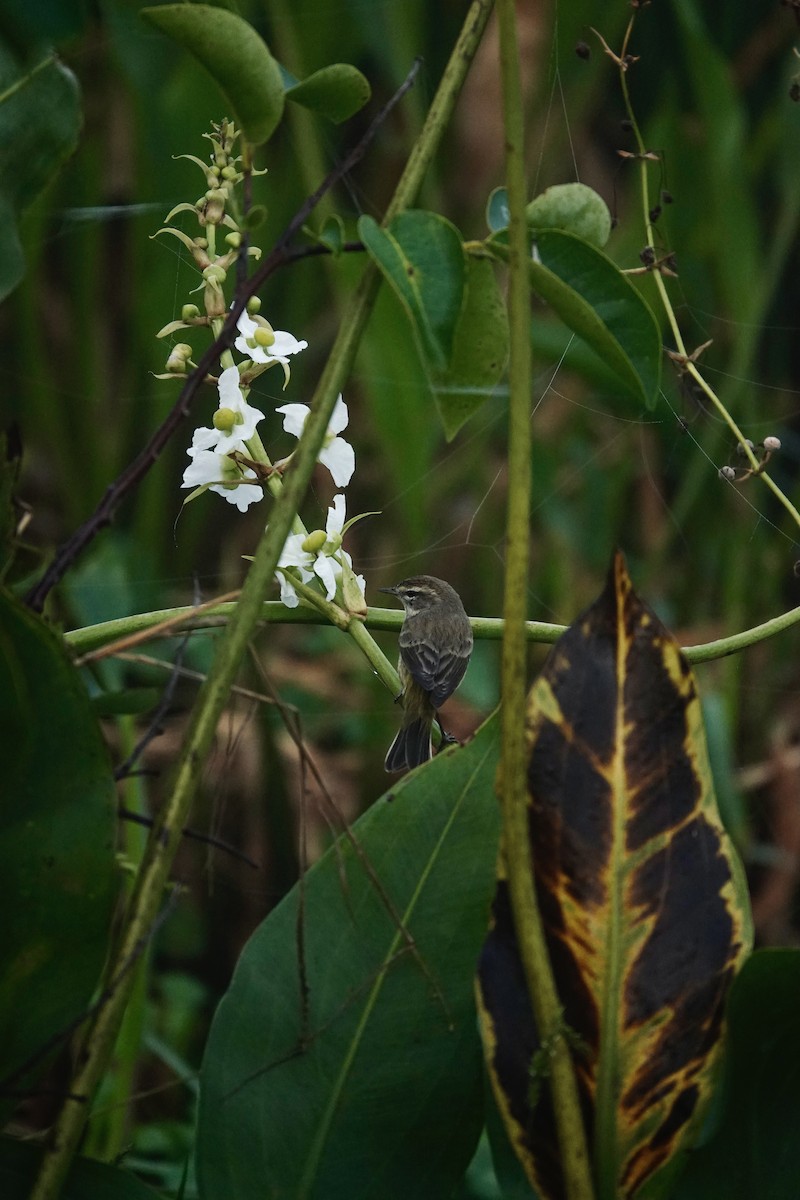 Palm Warbler - ML647444481