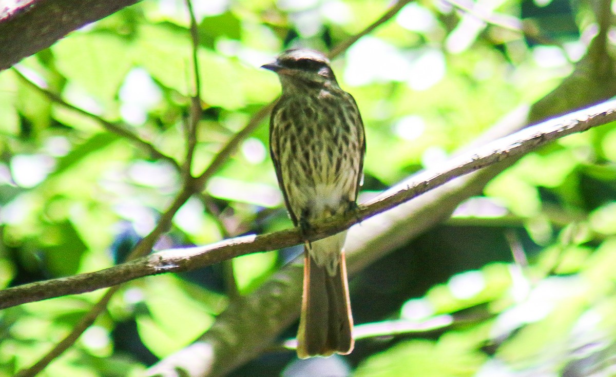 Tyran tacheté - ML647444482