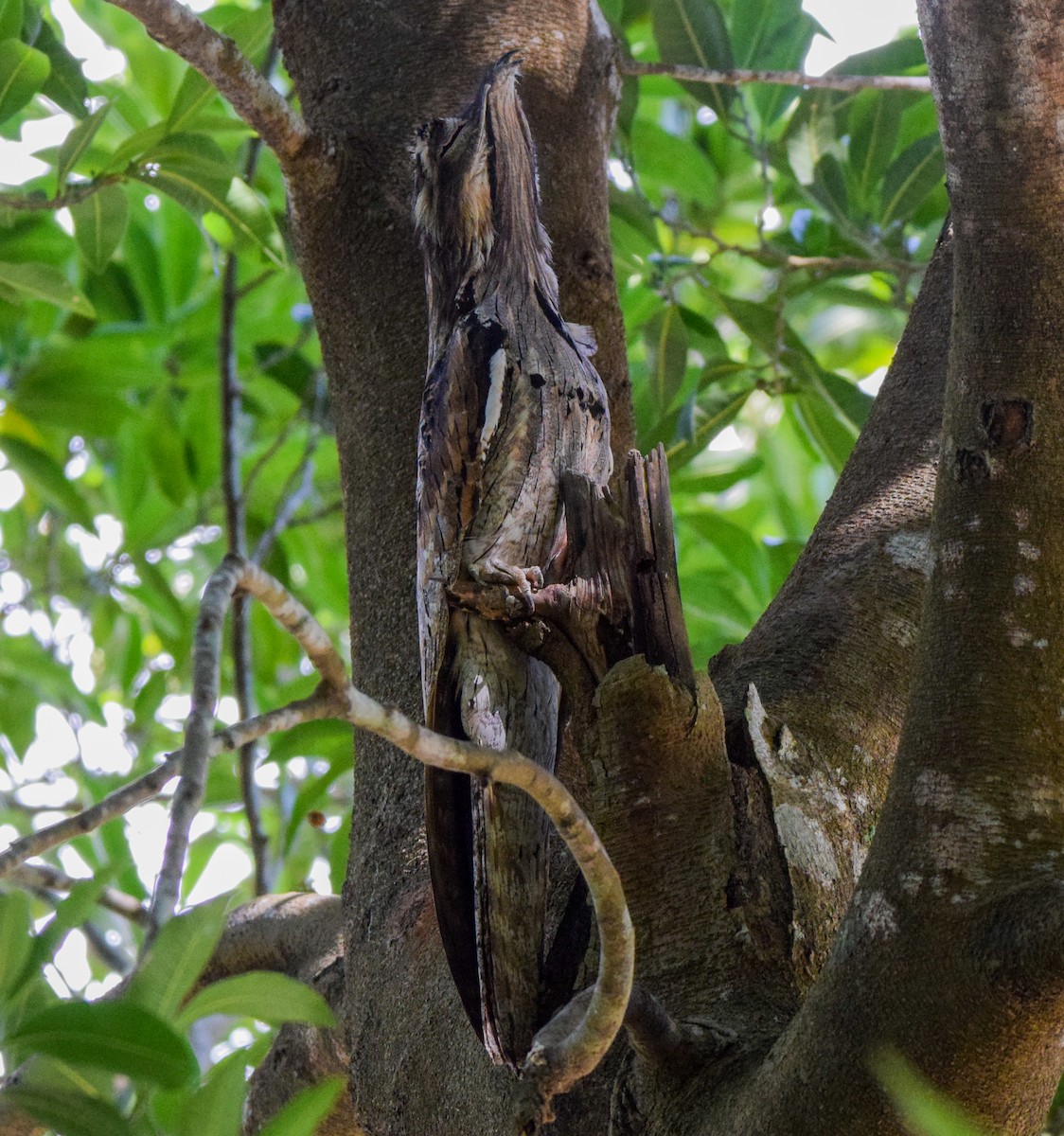 Northern Potoo - ML647444487