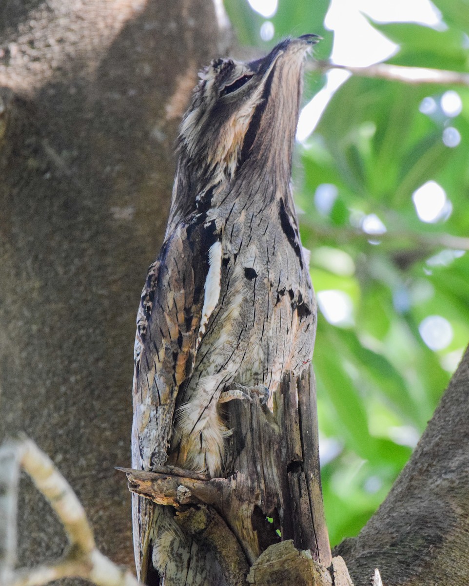 Northern Potoo - ML647444490