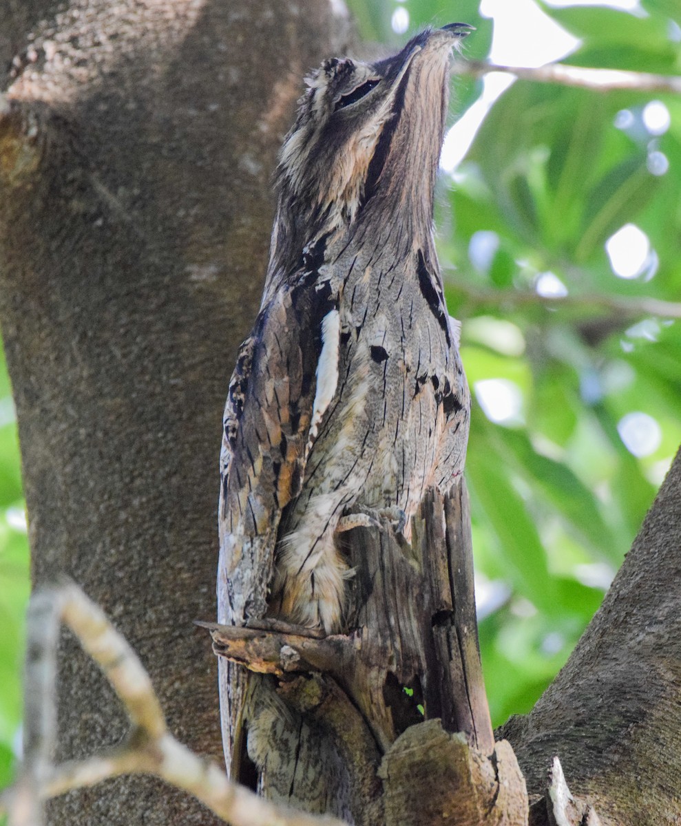 Northern Potoo - ML647444491