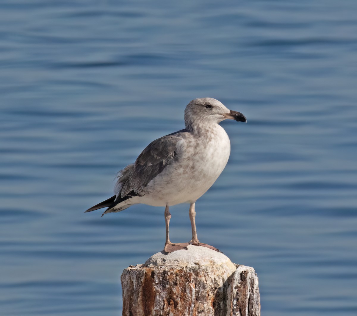 Yellow-footed Gull - ML647444499