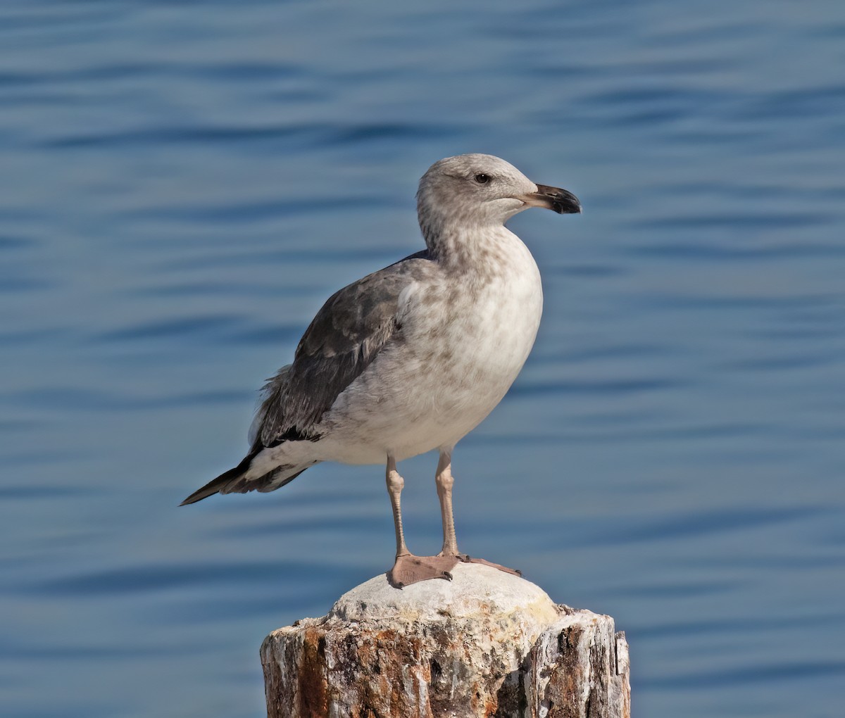 Yellow-footed Gull - ML647444500