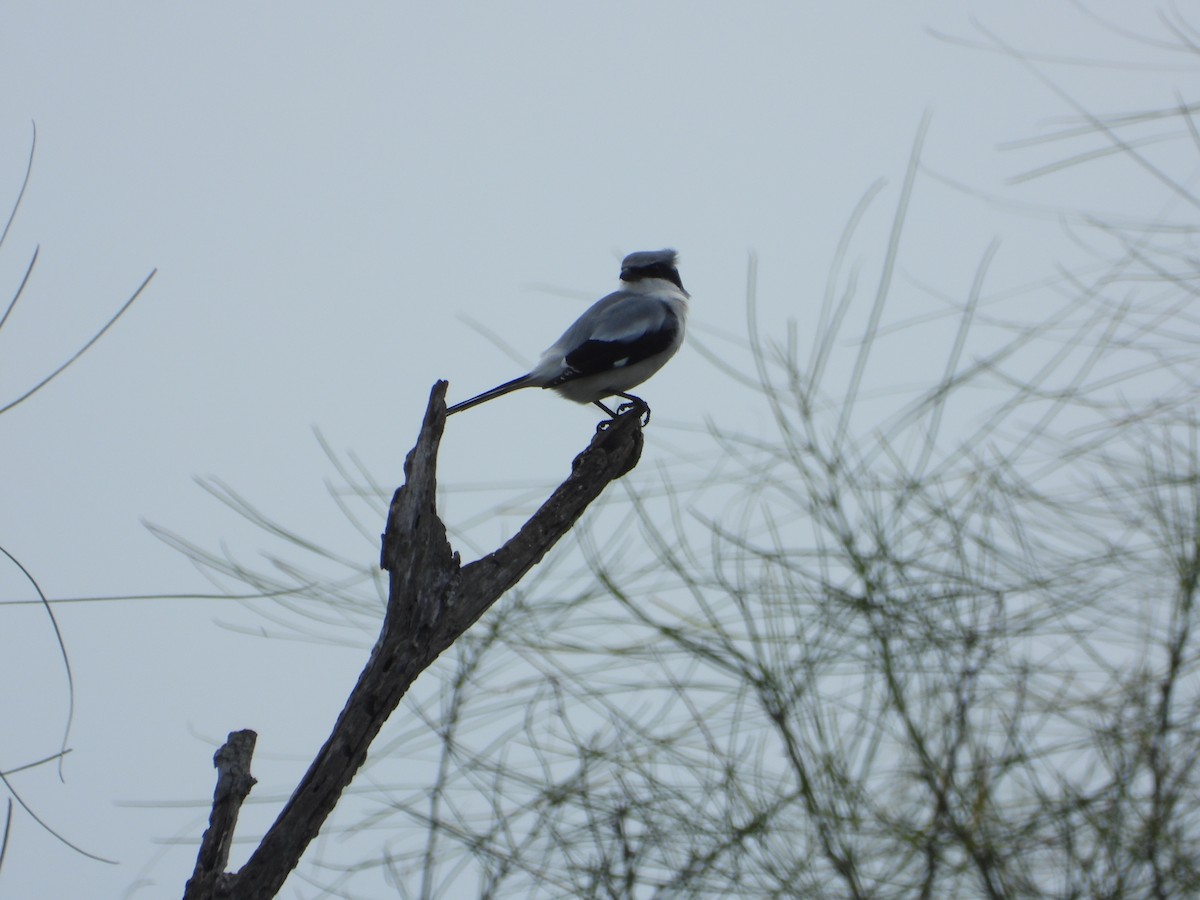 Loggerhead Shrike - ML647444502