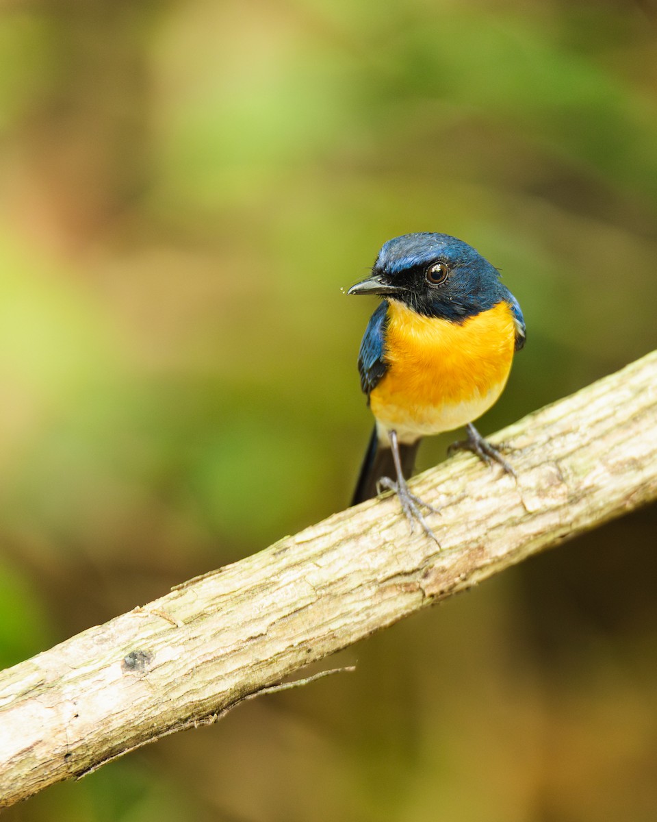 Mangrove Blue Flycatcher - ML647444504