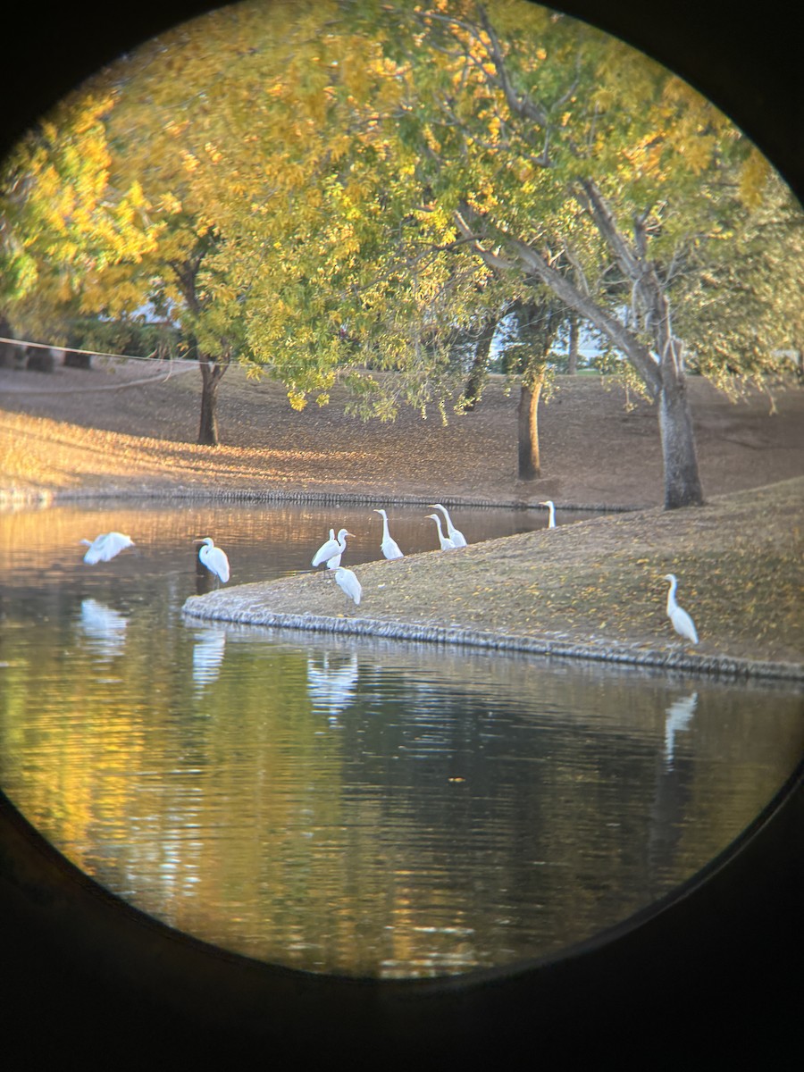 Great Egret - ML647444506