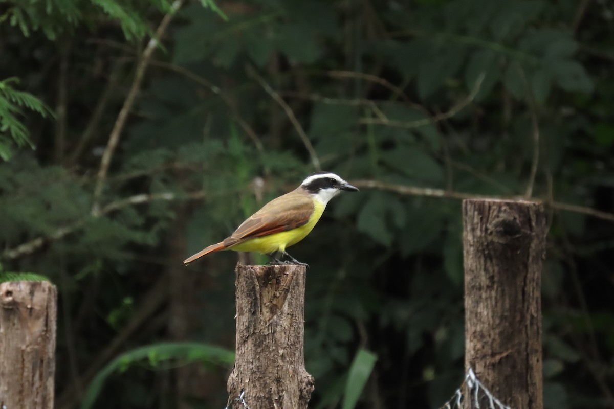 Great Kiskadee - ML647444507