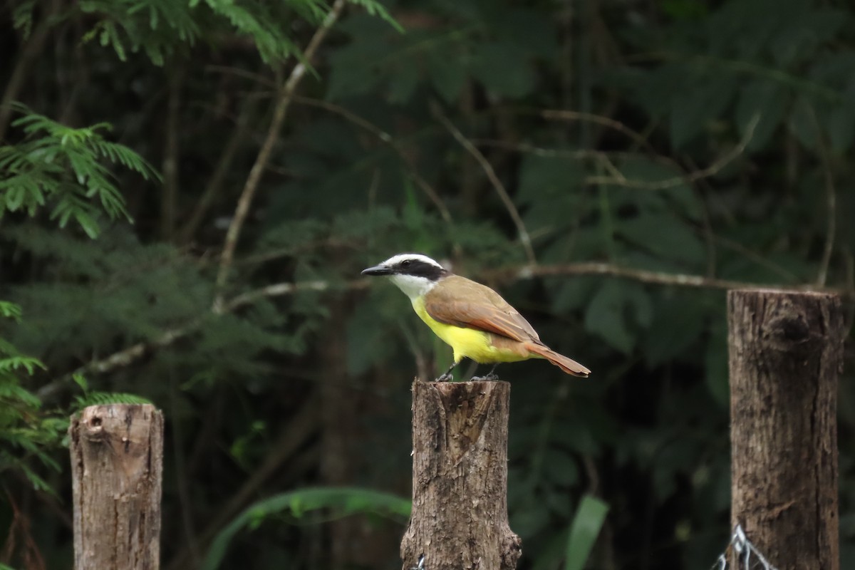 Great Kiskadee - ML647444508