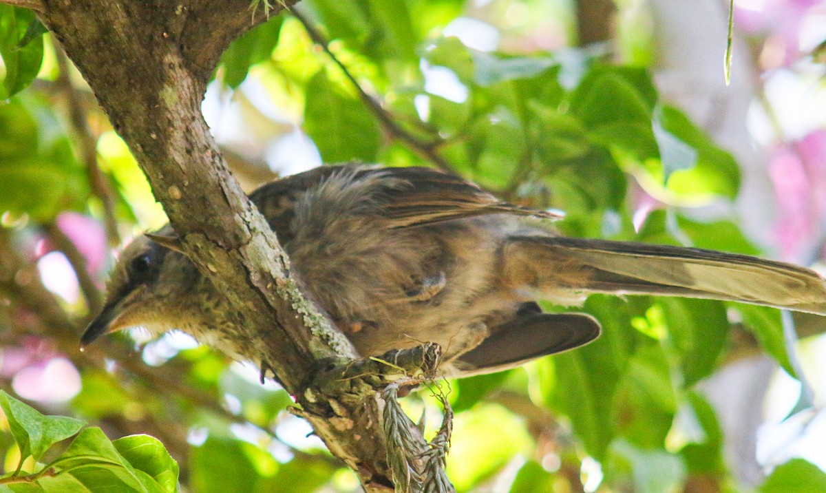 Chalk-browed Mockingbird - ML647444509