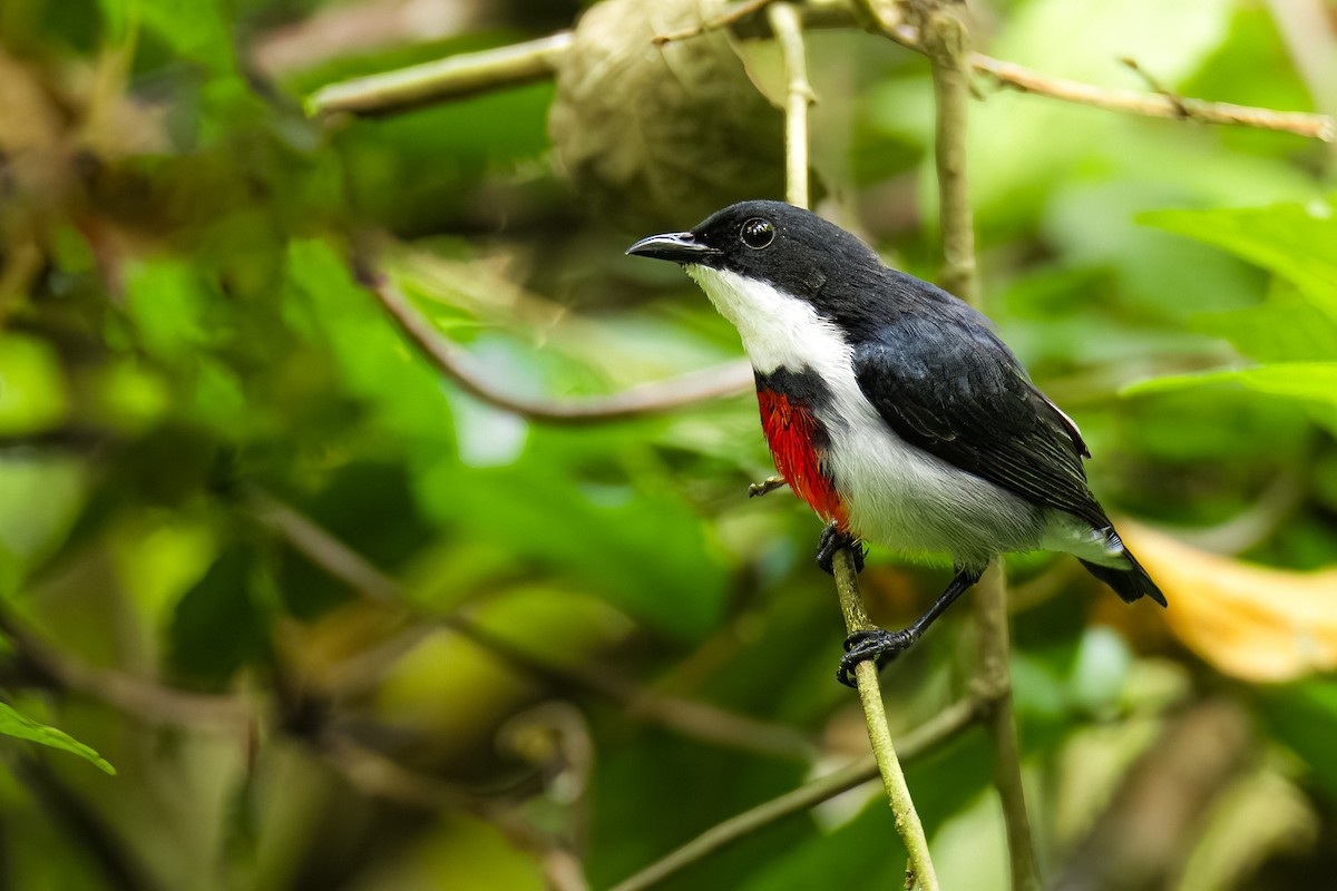 Black-belted Flowerpecker - ML647444510