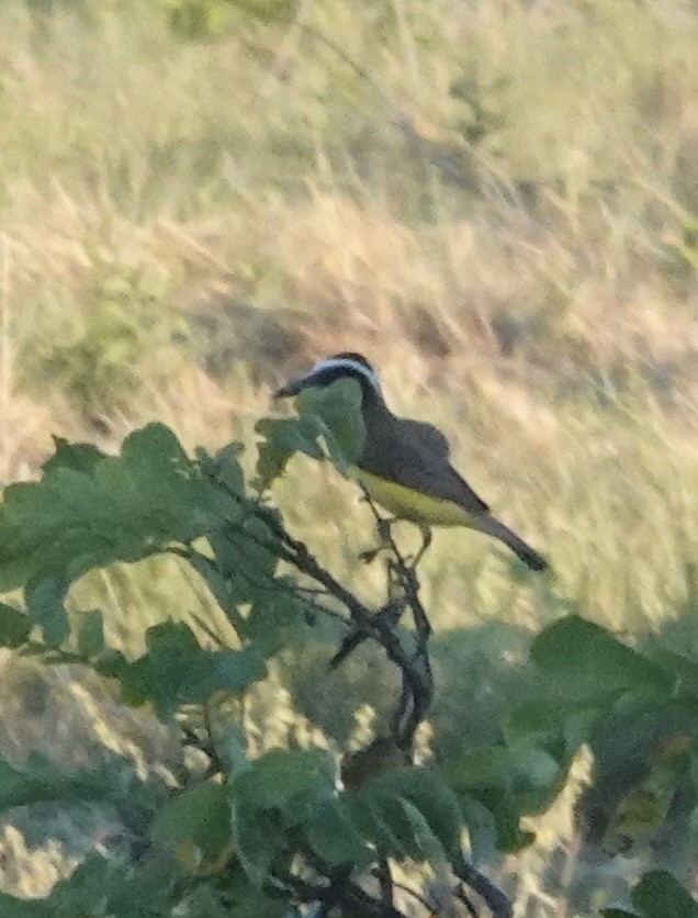 Great Kiskadee - ML647444511