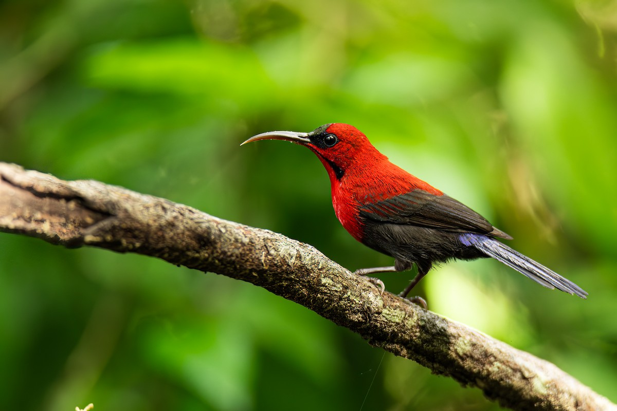 Magnificent Sunbird - ML647444512