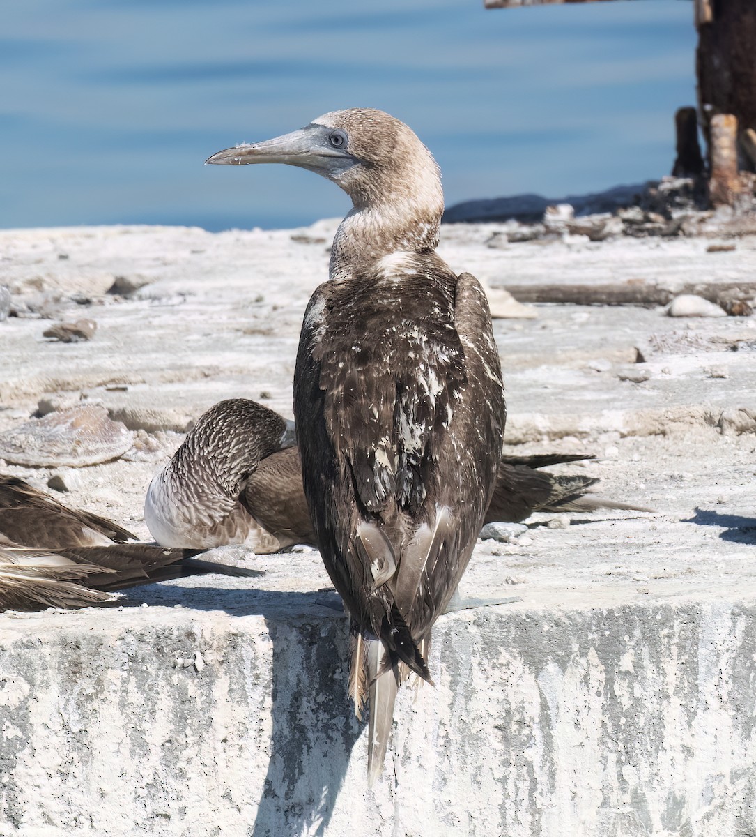 Blue-footed Booby - ML647444513