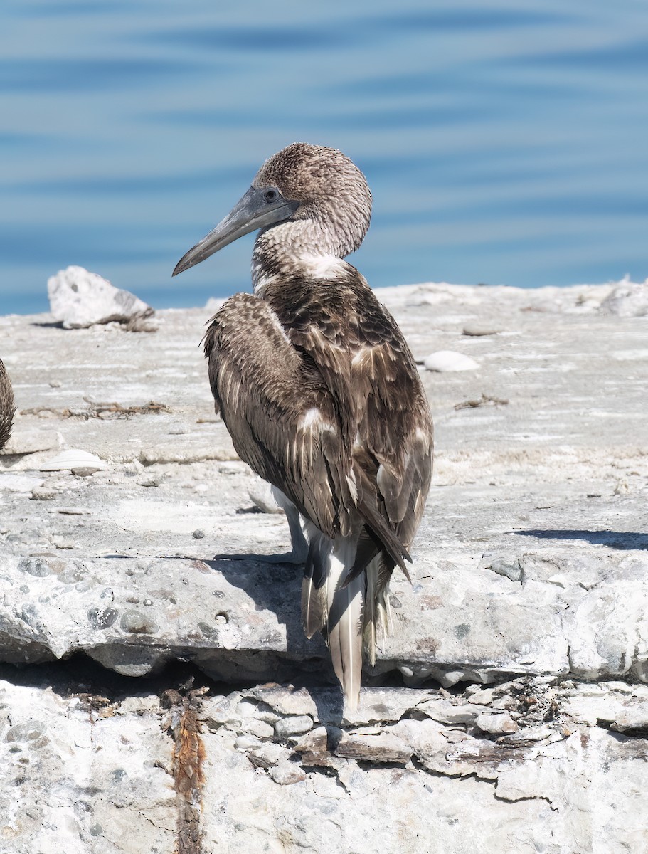 Blue-footed Booby - ML647444514