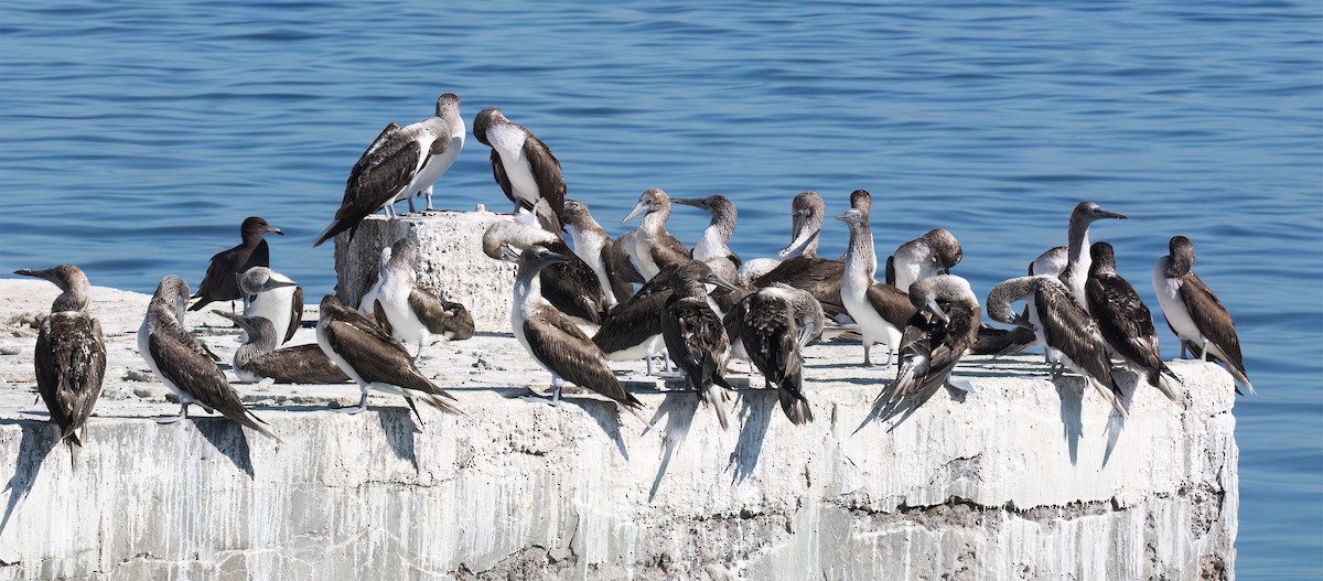 Blue-footed Booby - ML647444515