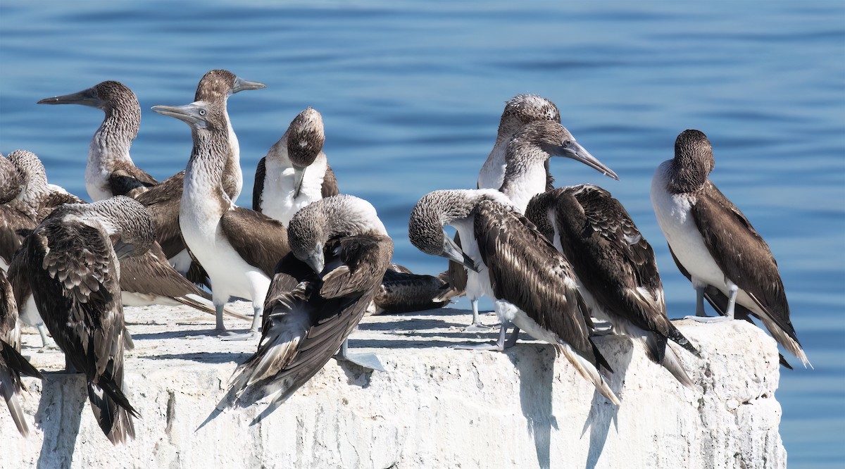 Blue-footed Booby - ML647444516