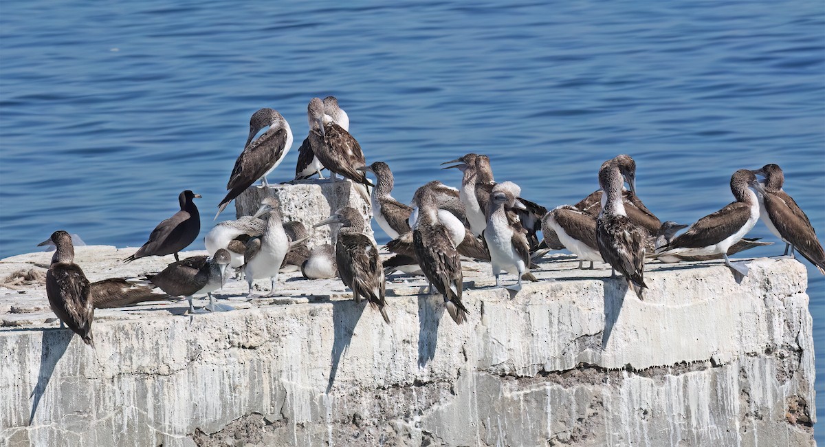 Blue-footed Booby - ML647444517