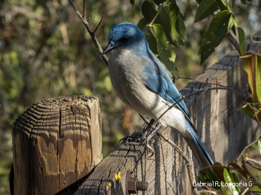 Mexican Jay - ML647444518