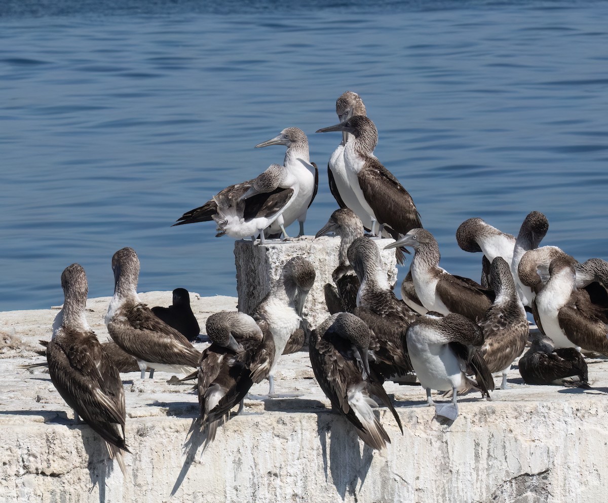 Blue-footed Booby - ML647444519