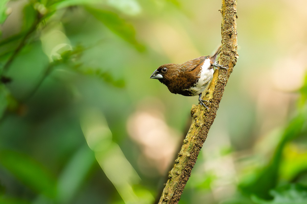 White-bellied Munia - ML647444520