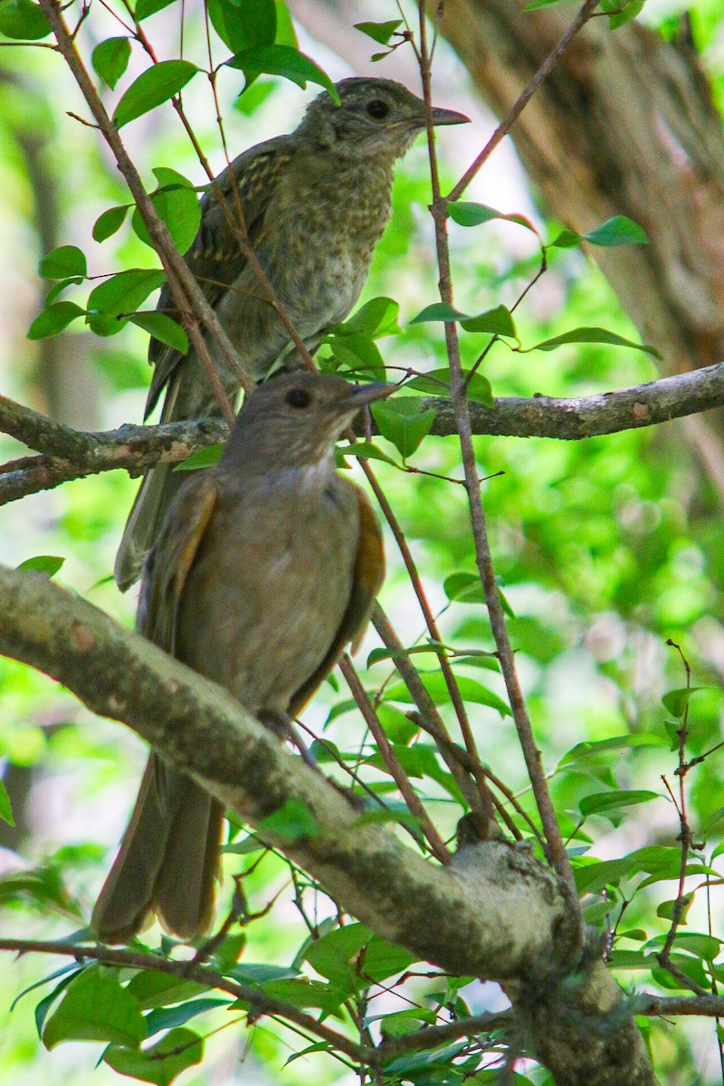 Pale-breasted Thrush - ML647444521