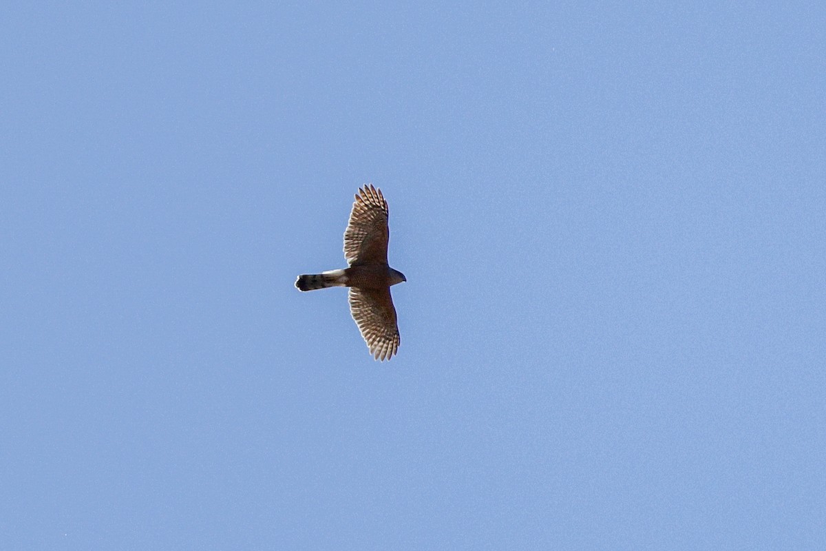 Cooper's Hawk - ML647444522