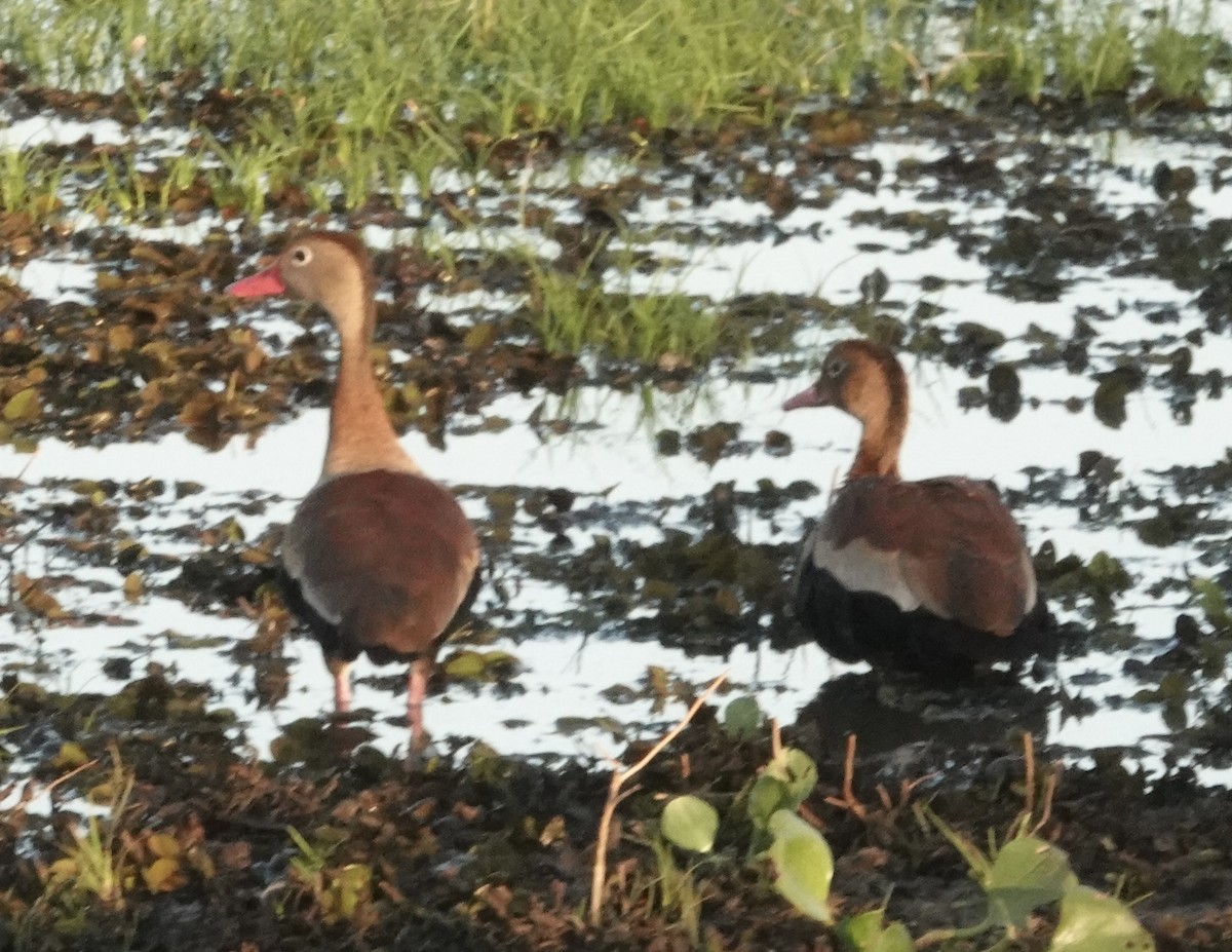 Black-bellied Whistling-Duck - ML647444524