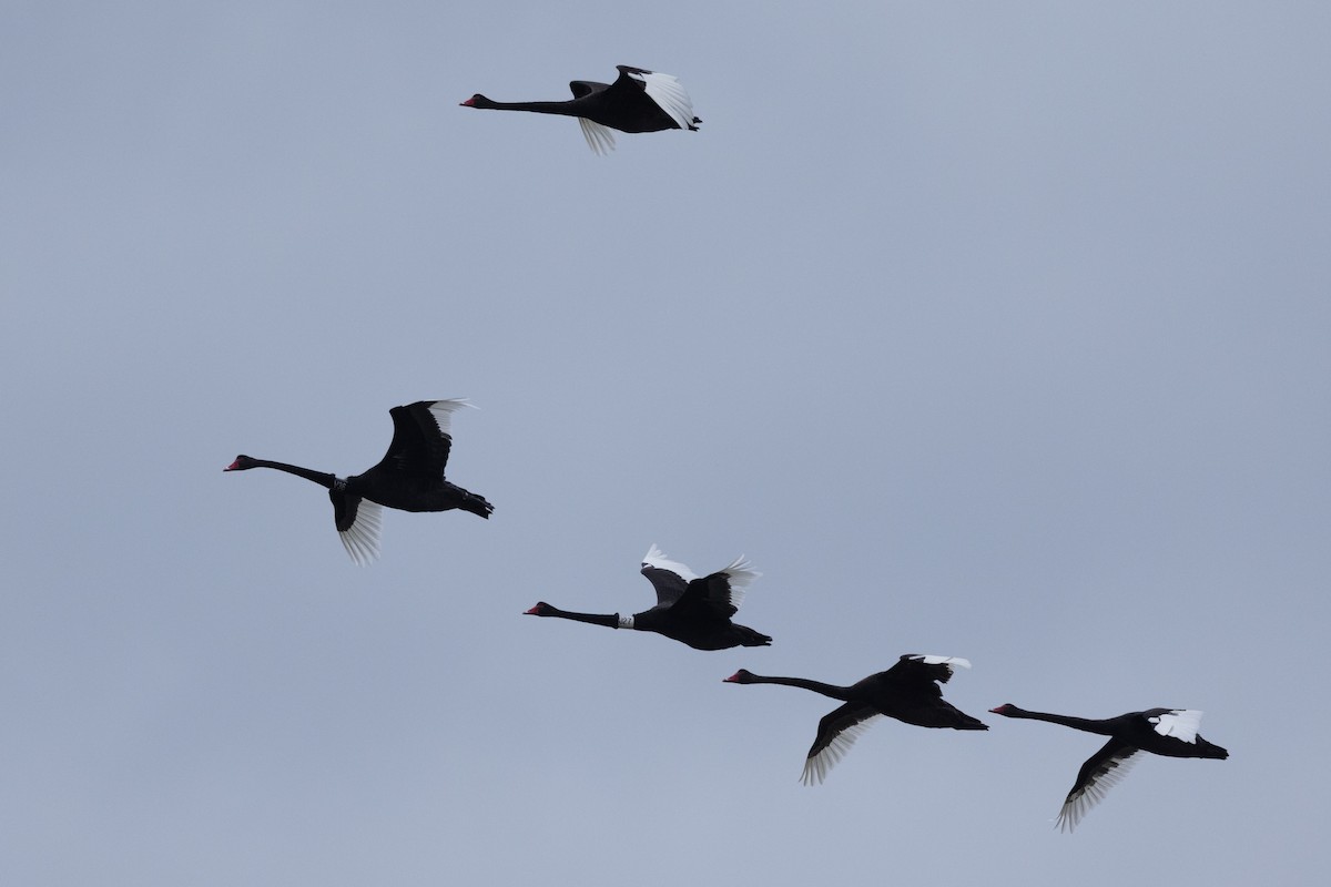 Black Swan - ML647444525