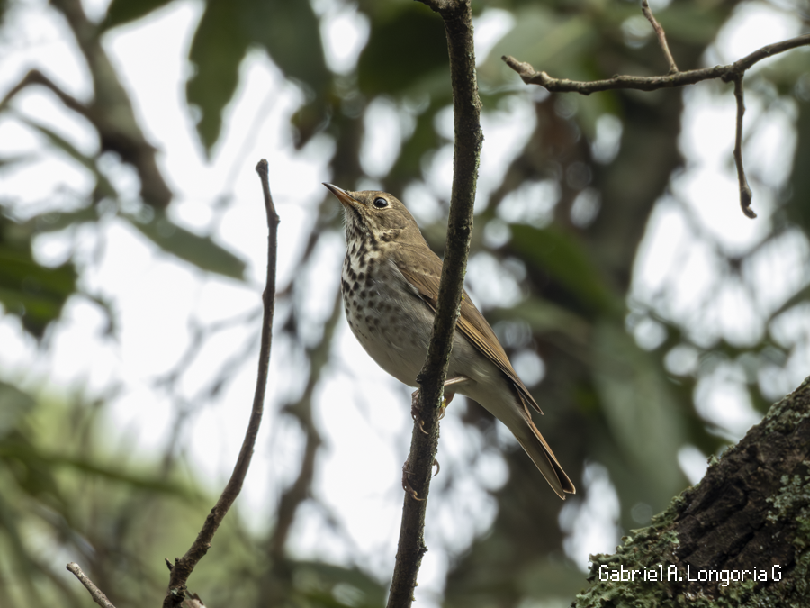 Hermit Thrush - ML647444526