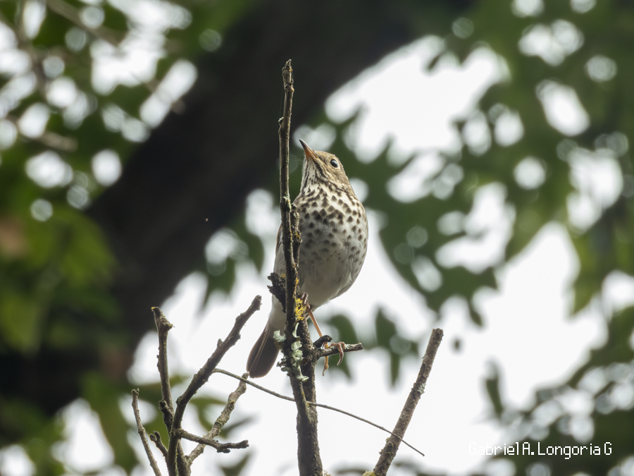 Hermit Thrush - ML647444527