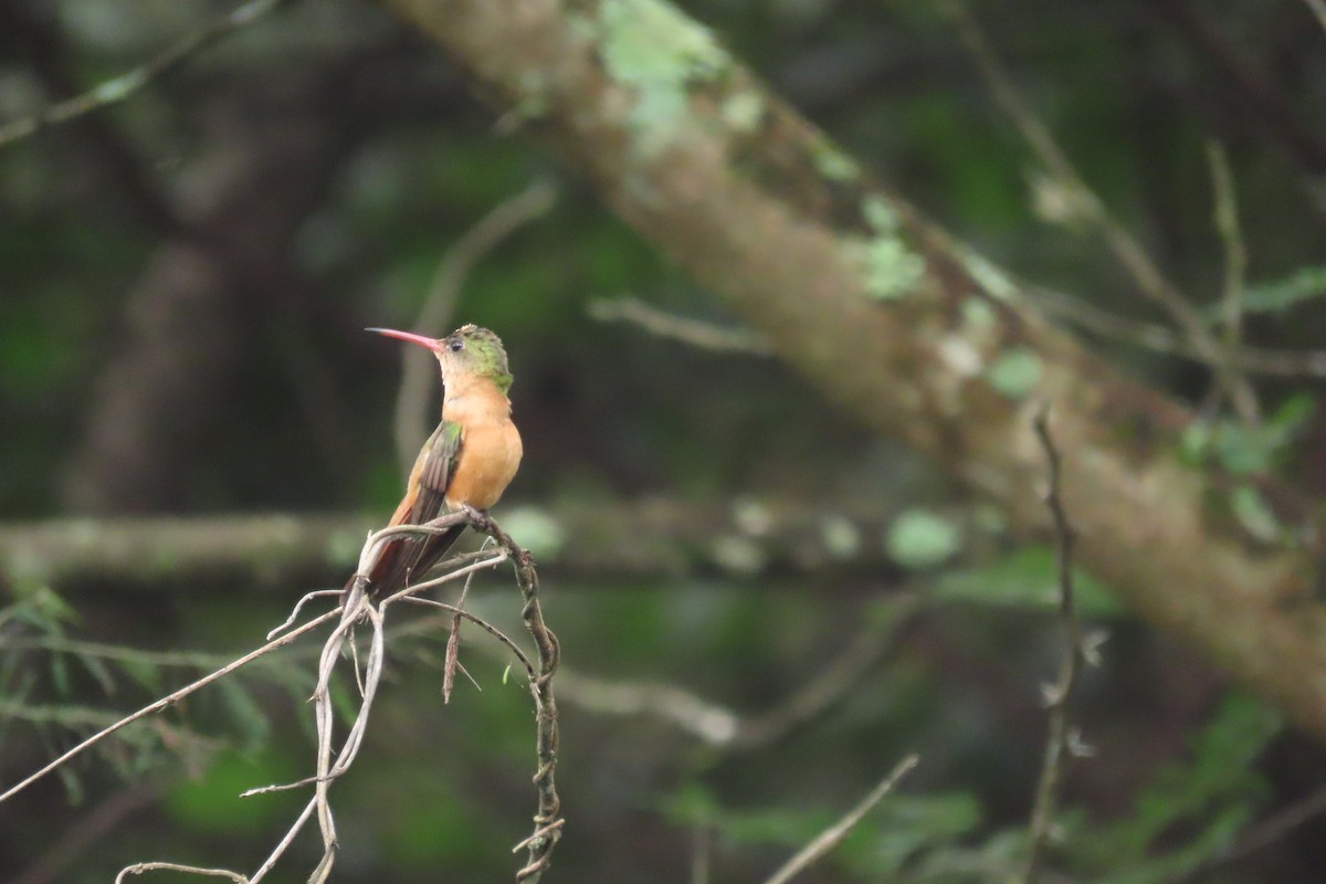 Cinnamon Hummingbird - ML647444528